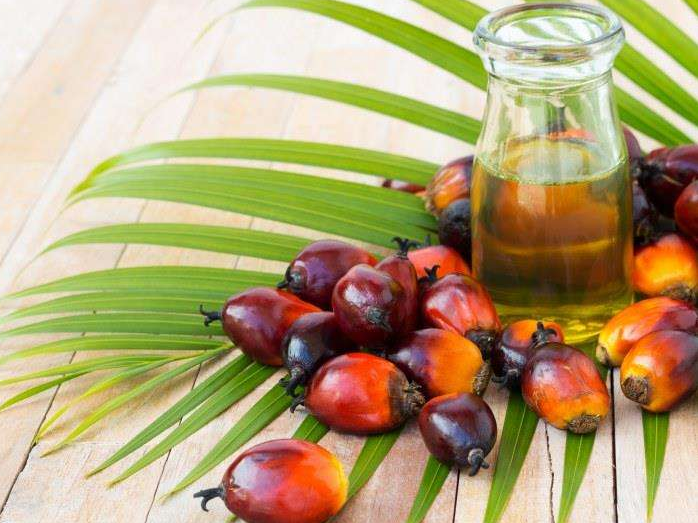 如何投資建設棕櫚油加工廠？企鵝糧油機械在線為您答疑解惑(圖1)