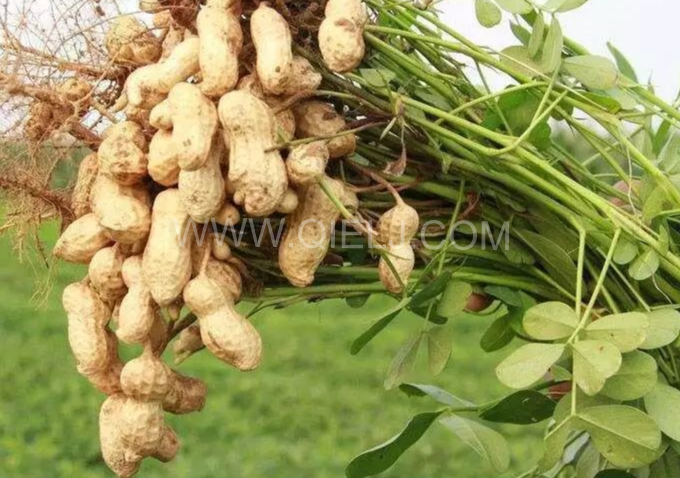 企鵝機械提供全套花生油提取設(shè)備，服務周到獲稱贊(圖1)